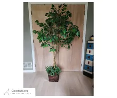 Faux Ficus Tree - (Weston, CT)