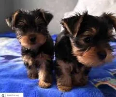 EnerGEtiC*Loveable YORKIE